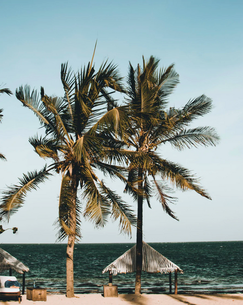 Tropical Vacation Bundle of Intention