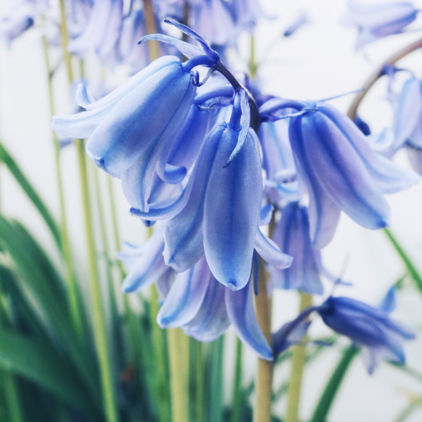 Fresh Bluebells Coconut Soy Candle