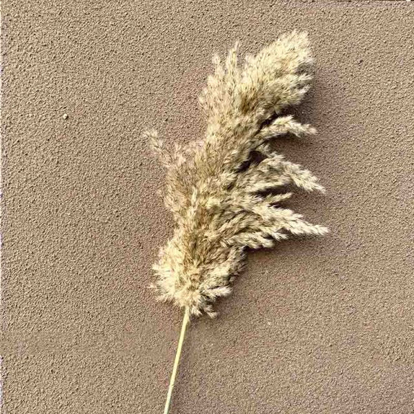 Dried Pampas Grass
